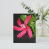 Hibiscus Rouge Postkarte (Stehend Vorderseite)