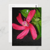 Hibiscus Rouge Postkarte (Vorne/Hinten)