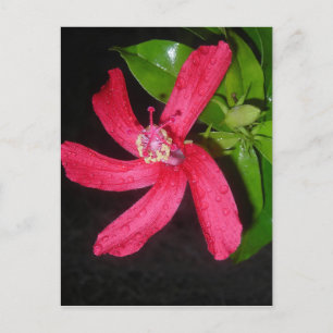Hibiscus Rouge Postkarte