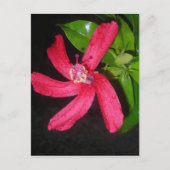 Hibiscus Rouge Postkarte (Vorderseite)