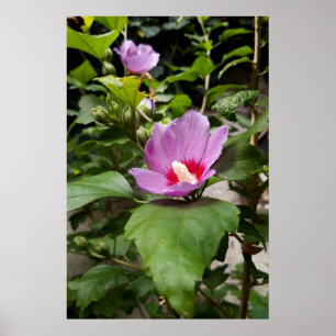 Hibiscus syriacus Aphrodite Strauch , rosa Blüte Poster