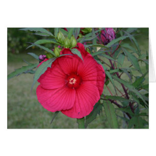 Hibisken