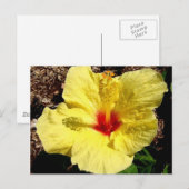 Hibisken 11 postkarte (Vorne/Hinten)