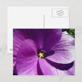 Hibisken 13 postkarte (Vorne/Hinten)