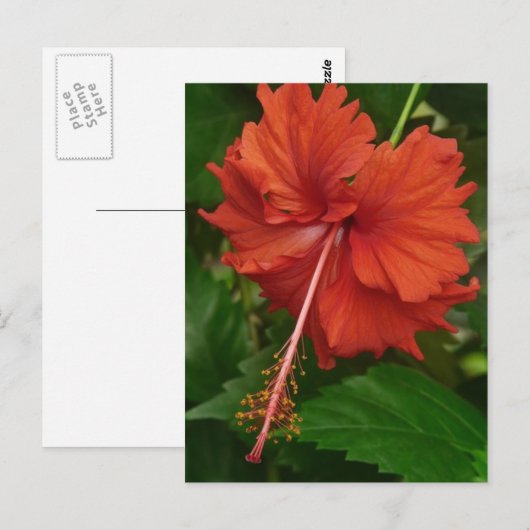 Hibisken 14 postkarte (Vorne/Hinten)