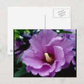 Hibisken 15 postkarte (Vorne/Hinten)