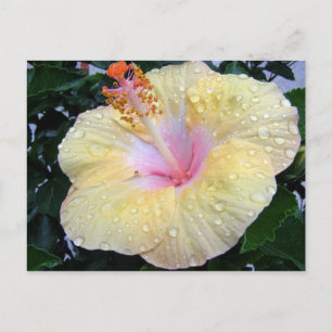 Hibisken 16 postkarte
