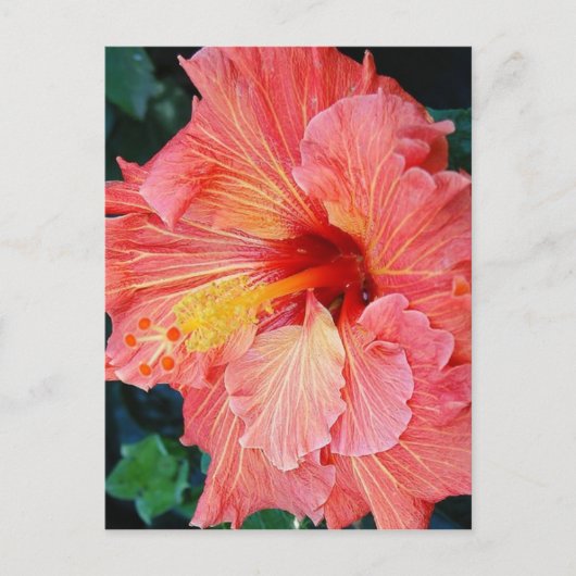 Hibisken 17 postkarte (Vorderseite)