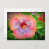 Hibisken 29 postkarte (Vorne/Hinten)
