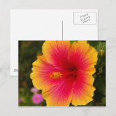 Hibisken 3 postkarte (Vorne/Hinten)