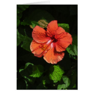 Hibisken 424-Karte