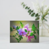 Hibisken Blume Bloom Postkarte (Stehend Vorderseite)
