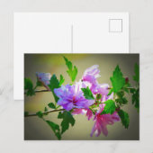 Hibisken Blume Bloom Postkarte (Vorne/Hinten)