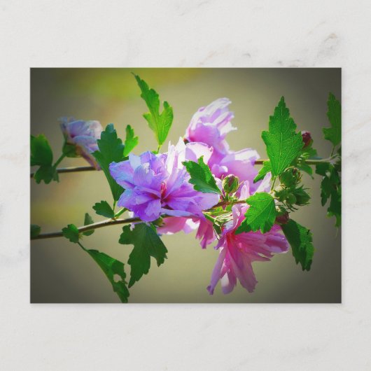 Hibisken Blume Bloom Postkarte (Vorderseite)