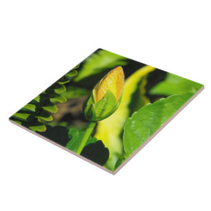 Hibisken Blume Bud Fliese