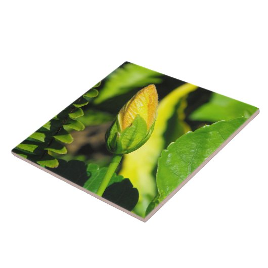 Hibisken Blume Bud Fliese (Seite)