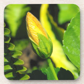 Hibisken Blume Bud Untersetzer (Vorderseite)