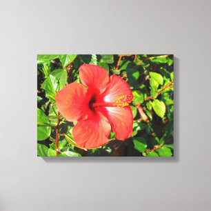 Hibisken Blume Leinwanddruck