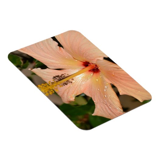Hibisken-Blume Magnet (Rechte Seite)