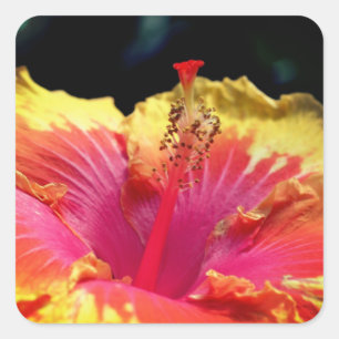 Hibisken Blume Nah  Quadratischer Aufkleber