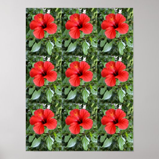 Hibisken-Blume Poster (Vorne)