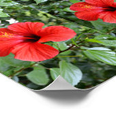 Hibisken-Blume Poster (Ecke)