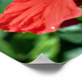 Hibisken-Blume Poster (Ecke)