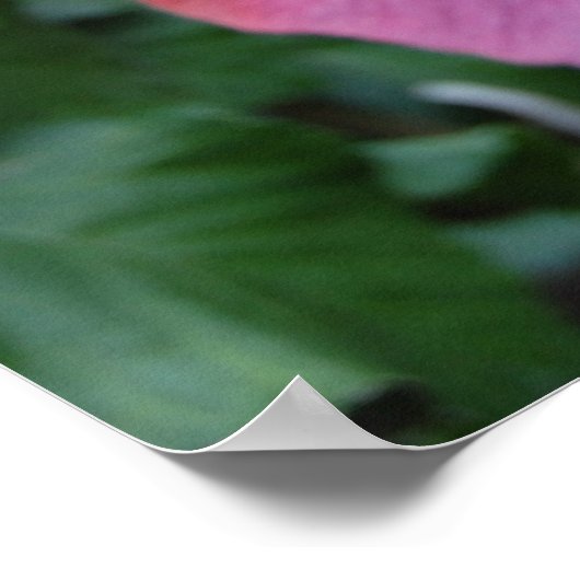 Hibisken Blume Poster (Ecke)