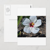 Hibisken Blume Postkarte (Vorne/Hinten)