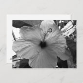 Hibisken Blume Postkarte (Vorne/Hinten)
