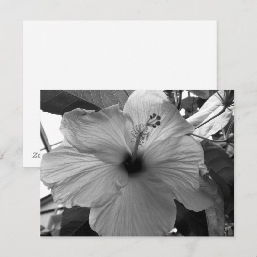 Hibisken Blume Postkarte (Vorne/Hinten)