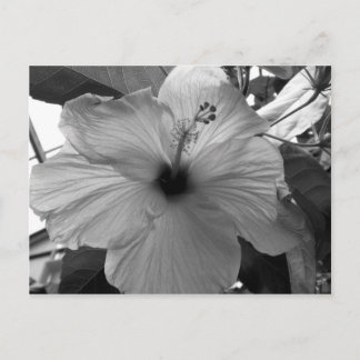 Hibisken Blume Postkarte