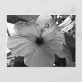 Hibisken Blume Postkarte (Vorderseite)