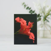 Hibisken Blume Postkarte (Stehend Vorderseite)
