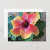 Hibisken Blume Postkarte (Vorne/Hinten)