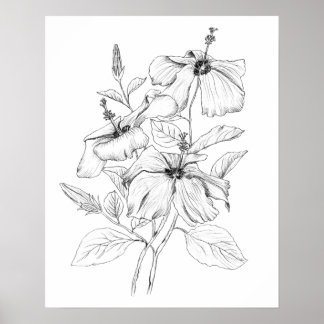 Hibisken Blume Schwarzweiß-Farbanleitung Poster