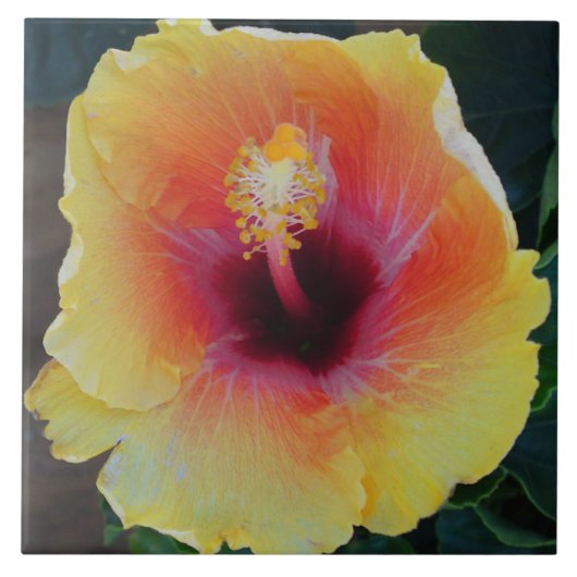 Hibisken Blume Tile Fliese (Vorderseite)