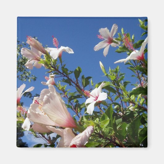 Hibisken Landschaftlich Magnet (Vorne)