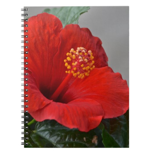 Hibisken-Notebook Notizblock (Vorderseite)