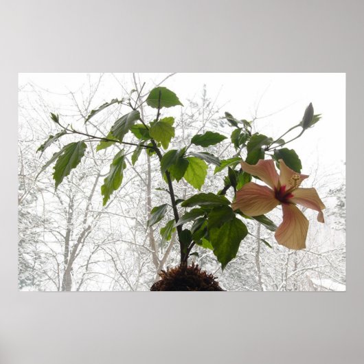 Hibisken Nr. 1 Poster (Vorne)