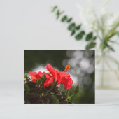 Hibisken Pflanze Postkarte (Stehend Vorderseite)