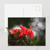 Hibisken Pflanze Postkarte (Vorne/Hinten)