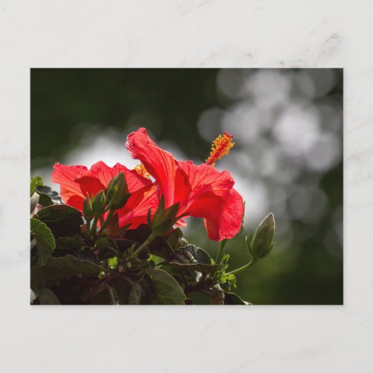 Hibisken Pflanze Postkarte (Vorderseite)