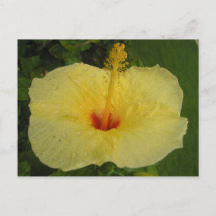 Hibisken Postkarte