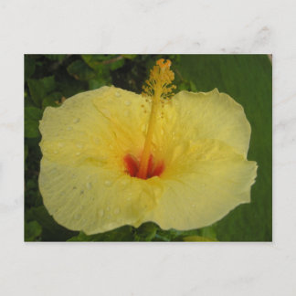 Hibisken Postkarte