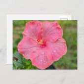 Hibisken Postkarte (Vorne/Hinten)