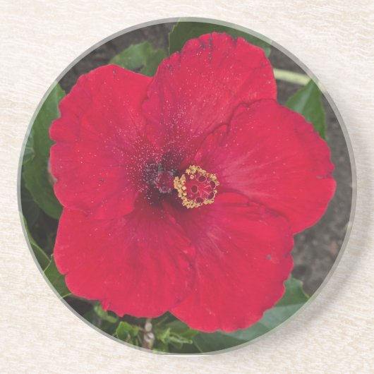 Hibisken Untersetzer (Vorne)