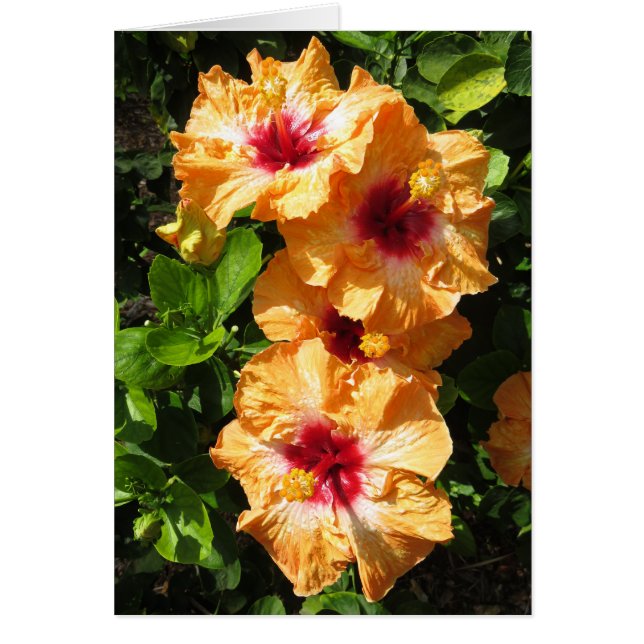 Hibiskus (Vorne)