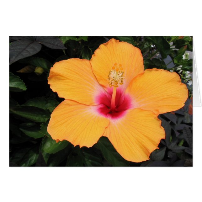 Hibiskus (Vorderseite (Horizontal))