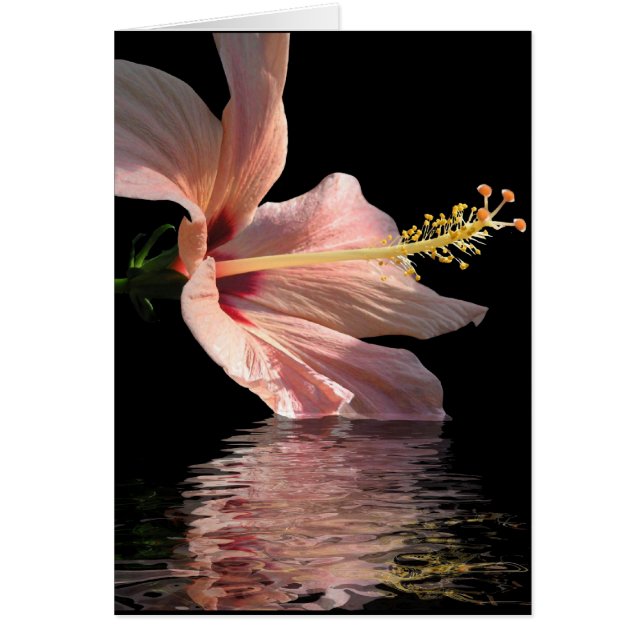 Hibiskus (Vorne)